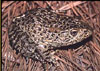 Click here to hear the Carolina Gopher frog.   They  sound like the aliens from the movie, Signs.