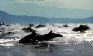 This video was shot in the Sea of Cortez between Isla la Guardia and Bajia de los Angeles. While fishing we ran through a pod of several hundred dolphins. This is part of what we saw.  