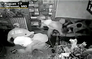 Store owner closed his store, fearing violence. When he got home he watch these thugs break into his store live on CCTV cameras, Obama's DOJ, Eric Holder, thinking they may have deserved the bounty of another man's work, having nothing to do with the local incident except getting in the way of Obama's supporters.