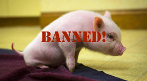 "No word on whether this or any of the other little piggies were eligible for unemployment." - Truth Revolt