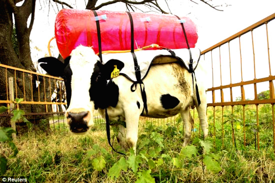 "The ‘fartpacks’ extract 300 litres of methane a day from a tube inserted into the cow's digestive tract and convert it into enough energy to run a car for 24 hours." - DailyMail, April 2014 