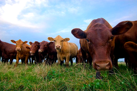 To the Pelosi and Schumer leadership, the American people are just a bunch of cattle to be pushed around the Washington D.C. range. - Webmaster 