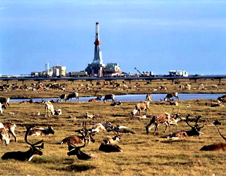 The Porcupine Caribou Management Board was formed to facilitate the detailed studies needed to properly assess the effects of oil exploration - among the projects which have resulted from this concern is one which involves the fitting of radio collars tracked by satellite, to determine precisely the movements of the caribou herds.   