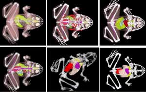 Computer-Enhanced Science Education: The Whole Frog Project. 