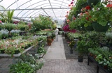 Fantasic place for flowers, organic food, fresh farm produce, and canned fresh food products. 