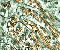 National Geographic provides excellent information on the Bird Flu and its potential world epidemic.  