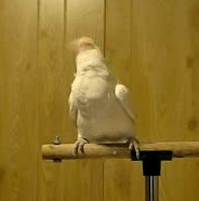 We just love parrots, just loving being around humans!  