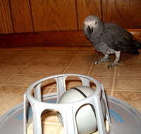 Mickey checking out her new patent-pending Pet-Sitter.  Parrots talk, Mickey saying, "I'm supposed to play with that?  Give me a seed cone and I'll disappear for a few hours."