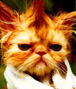 "Poor kitty. I hope someone gave him his morning coffee ’cause it sure looks like he needs it." Truly Odd Planet