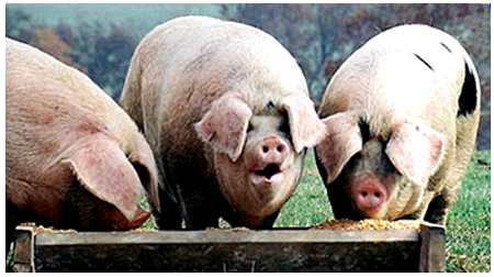 Photo source:  http://windconcernsontario.wrdpress.com/2010/04/10/mcguinty-is-mollycoddling-the-pigs-at-the-trough/  